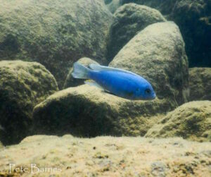 Metriaclima Xanstomachus